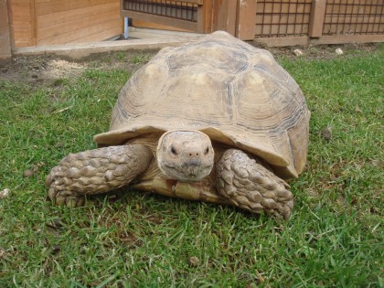 小動物