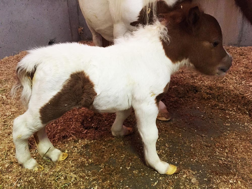 ミニチュアホースが赤ちゃんを出産