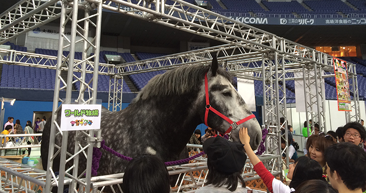 世界最大級の馬　ペルシュロン　レンタル　世界最小の馬　ファラベラ　レンタル
