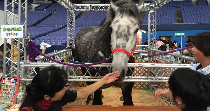 世界最大級の馬　ペルシュロン　レンタル　世界最小の馬　ファラベラ　レンタル