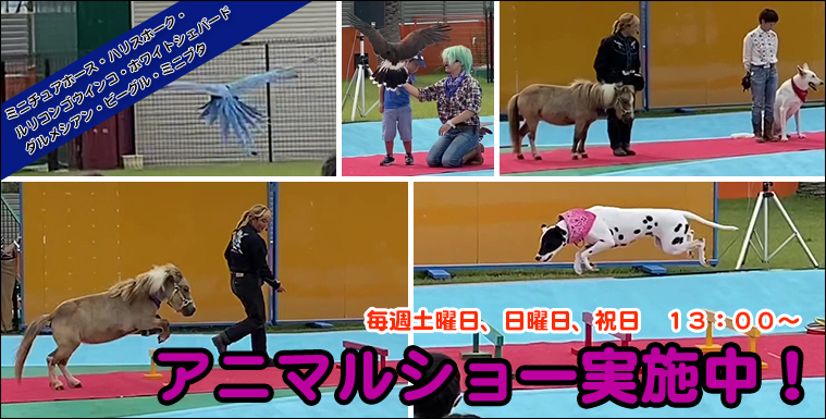 アニマルショー実施中