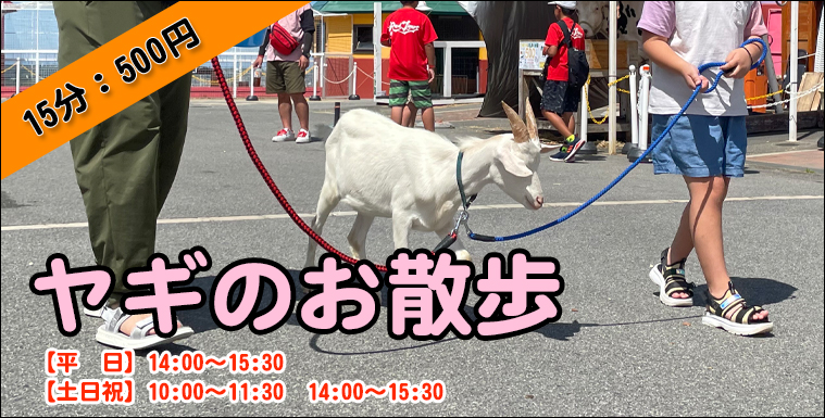 ヤギのお散歩