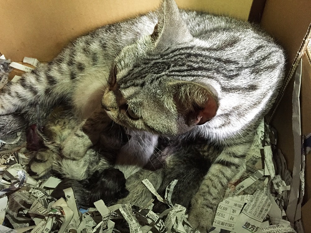 マンチカンが赤ちゃんを出産