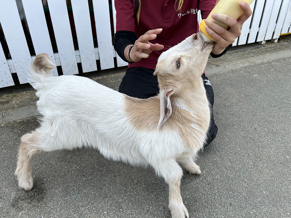 ヤギ・ヒツジの赤ちゃんへのミルクやり体験