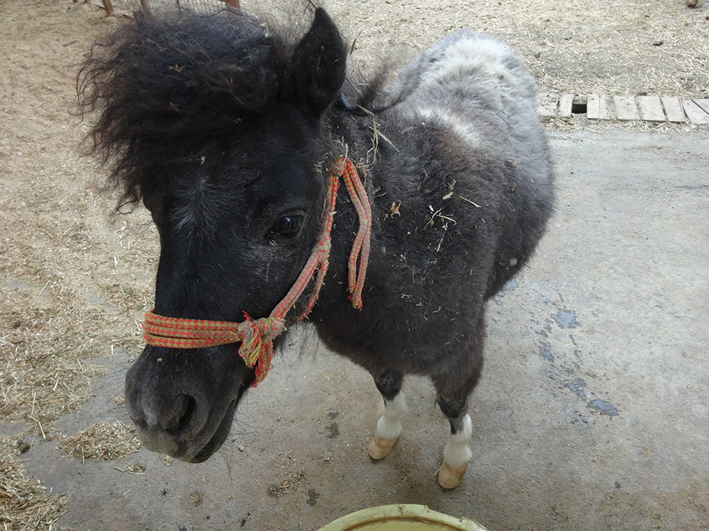 世界最小の馬（ファラベラポニー）が登場