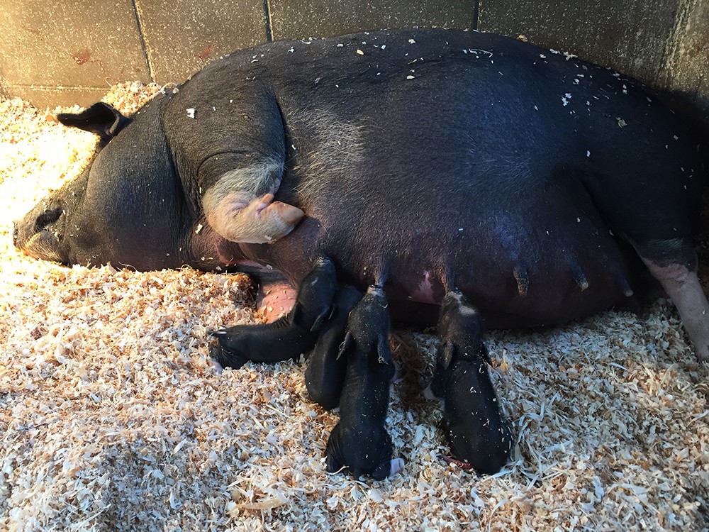 ミニブタが赤ちゃんを出産