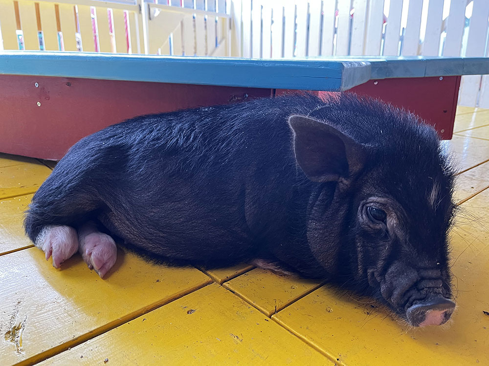 ミニブタのふれあい