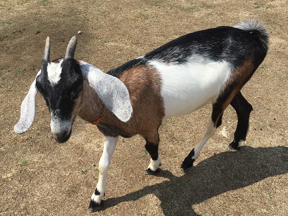 ヤギ（ヌビアン種）が牧場にやってきました