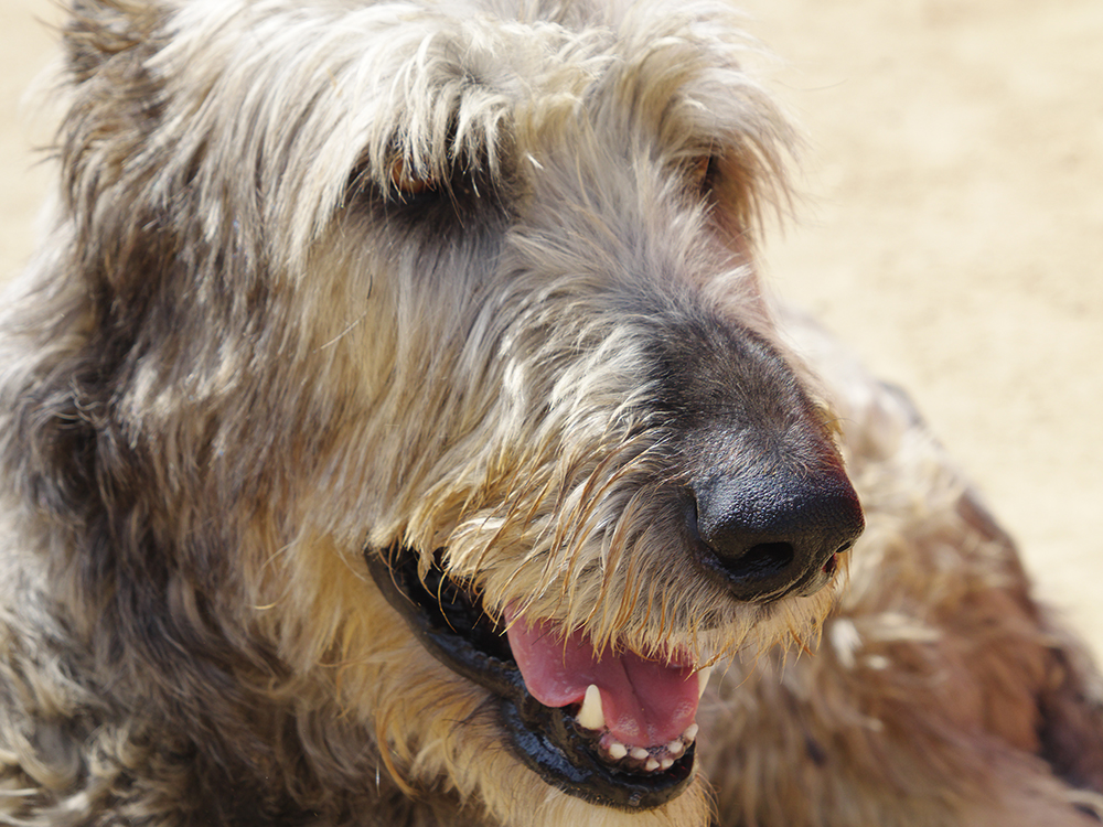 世界最大級の犬「アイリッシュウルフハウンド」