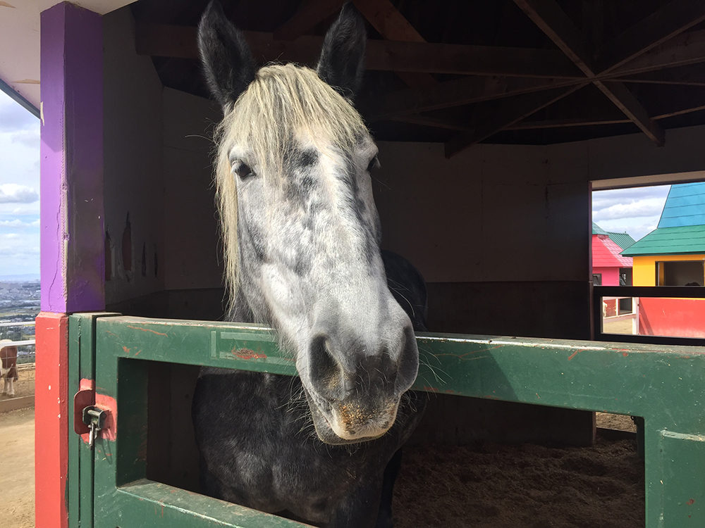 世界最大級の馬「ペルシュロン」