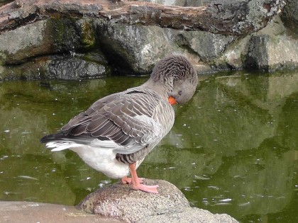 水鳥