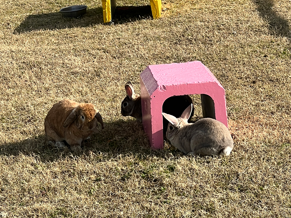 ヤギのお散歩