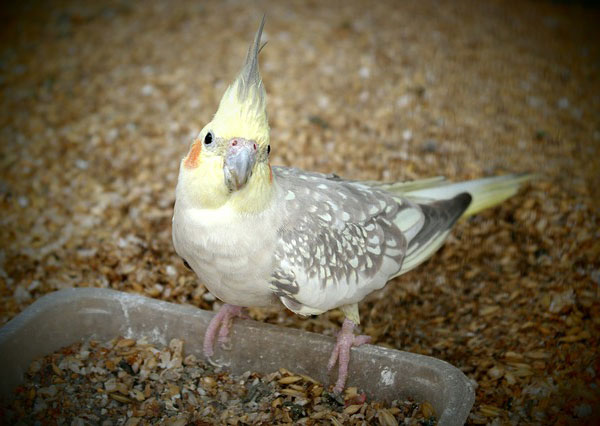 オカメインコの販売