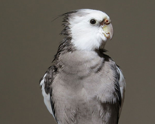 オカメインコの販売