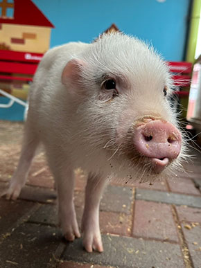 マイクロブタの販売