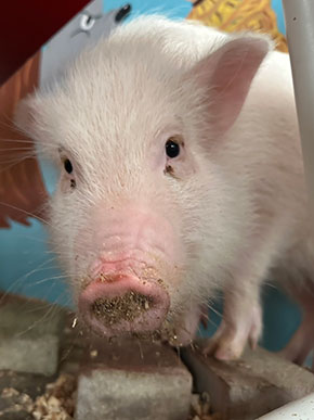 マイクロブタの販売