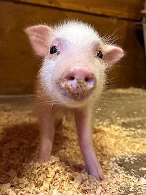 マイクロブタの販売