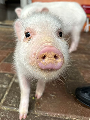 マイクロブタの販売