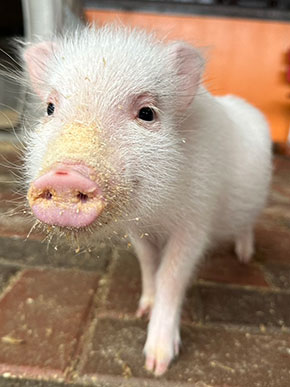 マイクロブタの販売