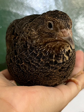 ウズラの里親