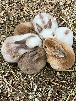ミニウサギの販売