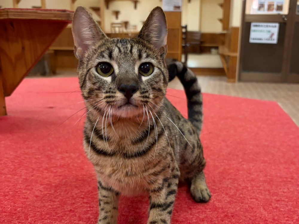 サバンナキャット