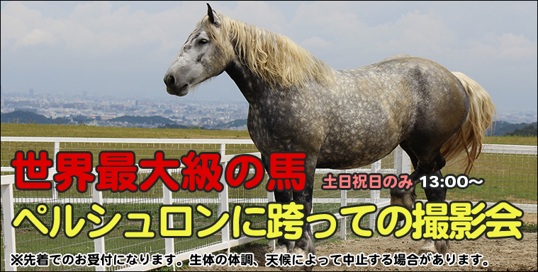 ペルシュロンの騎乗撮影