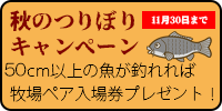 秋のつりぼりキャンペーン